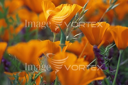 Flower royalty free stock image #663283034