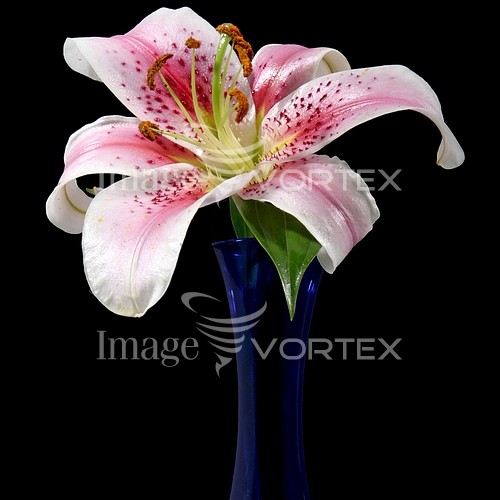 Flower royalty free stock image #664648895