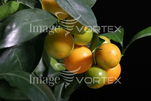 Food / drink royalty free stock image #666302843