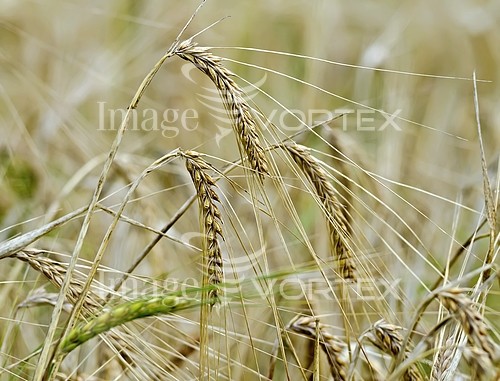 Industry / agriculture royalty free stock image #671263158