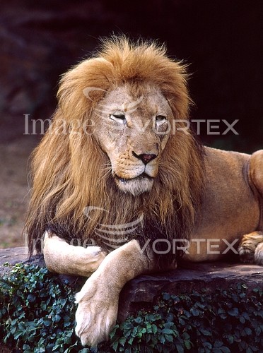 Animal / wildlife royalty free stock image #693502509