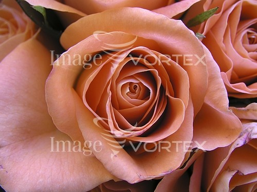 Flower royalty free stock image #695532795