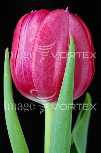 Flower royalty free stock image #700728814