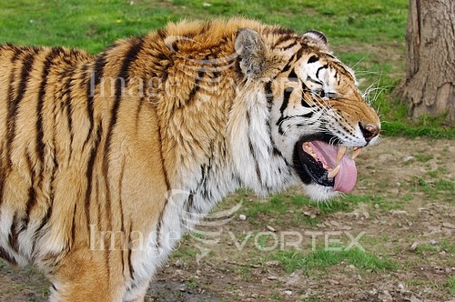 Animal / wildlife royalty free stock image #701716320