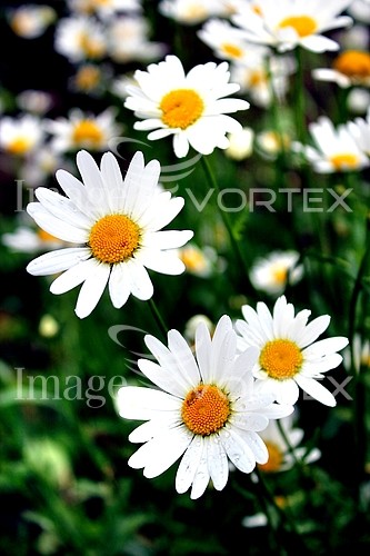Flower royalty free stock image #703493250