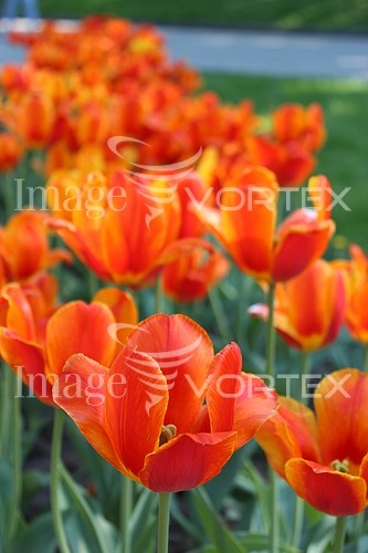 Flower royalty free stock image #705812954
