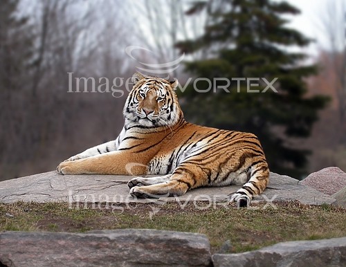 Animal / wildlife royalty free stock image #706651624