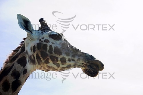 Animal / wildlife royalty free stock image #720710126