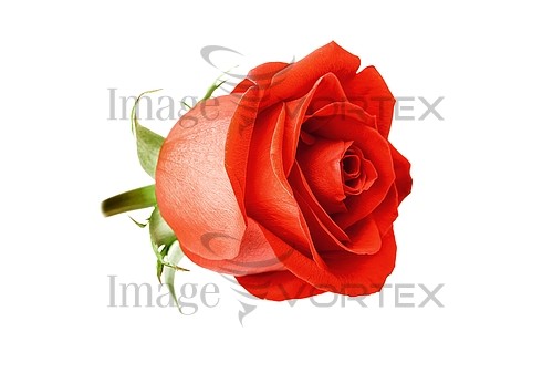 Flower royalty free stock image #724153491