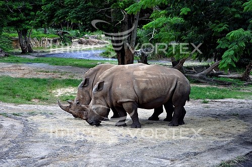 Animal / wildlife royalty free stock image #724926986