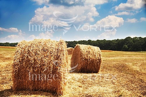 Industry / agriculture royalty free stock image #727025123