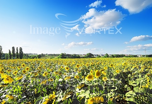 Industry / agriculture royalty free stock image #729697407