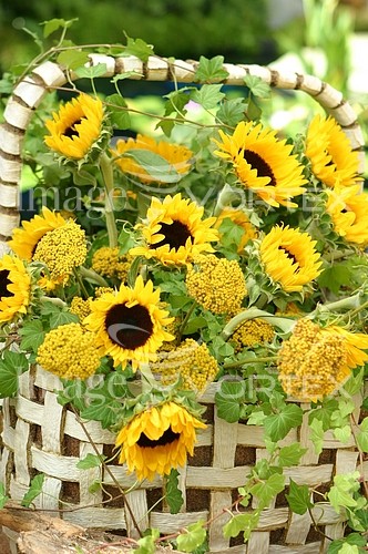 Flower royalty free stock image #734049935