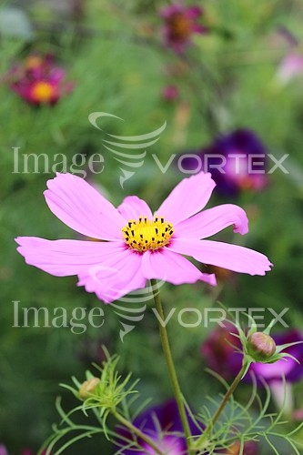Flower royalty free stock image #754712133