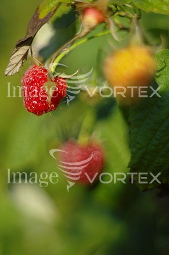 Industry / agriculture royalty free stock image #754407167