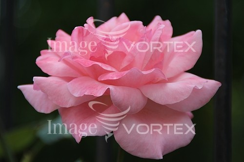 Flower royalty free stock image #758989400