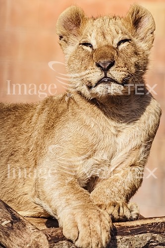 Animal / wildlife royalty free stock image #758882317