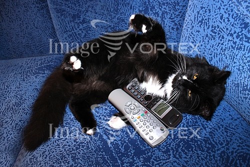 Pet / cat / dog royalty free stock image #759397845