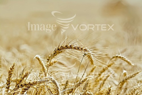 Industry / agriculture royalty free stock image #762512742