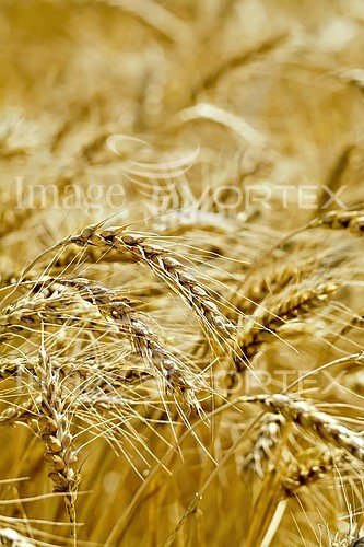 Industry / agriculture royalty free stock image #762521183