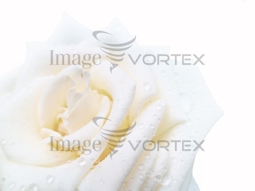 Flower royalty free stock image #762755598