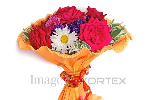Flower royalty free stock image #768804462