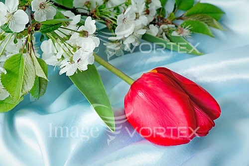 Flower royalty free stock image #768677831