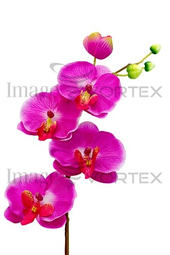 Flower royalty free stock image #774371294