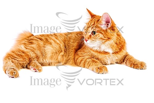 Pet / cat / dog royalty free stock image #775062880