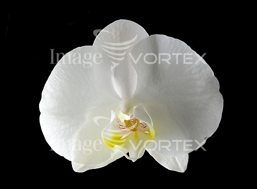 Flower royalty free stock image #776297268