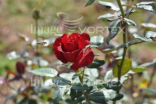 Flower royalty free stock image #778660899