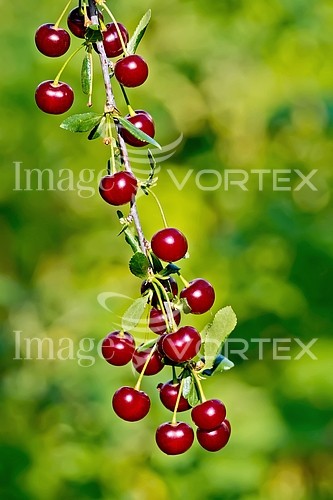 Industry / agriculture royalty free stock image #781480120