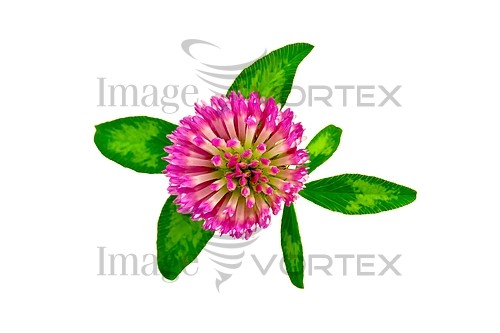 Flower royalty free stock image #781857208