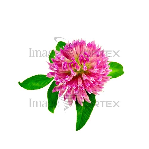 Flower royalty free stock image #781865065