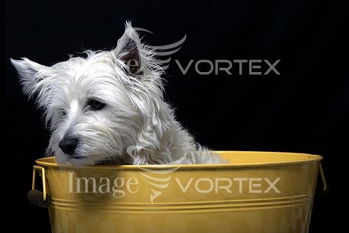 Pet / cat / dog royalty free stock image #781815563
