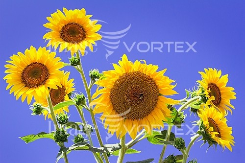 Industry / agriculture royalty free stock image #782134077