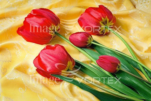 Flower royalty free stock image #782122453