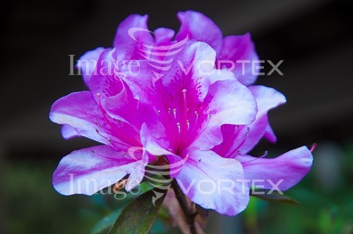 Flower royalty free stock image #784307942
