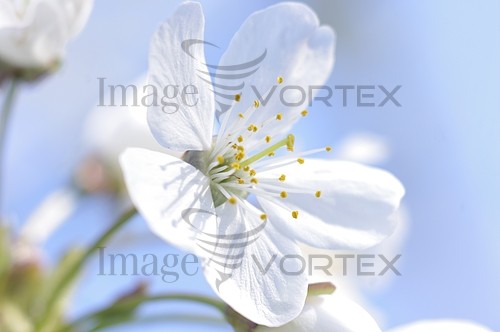 Flower royalty free stock image #786936952