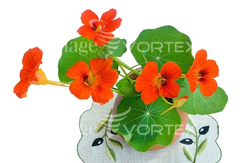 Flower royalty free stock image #786139711