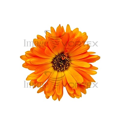 Flower royalty free stock image #788112609