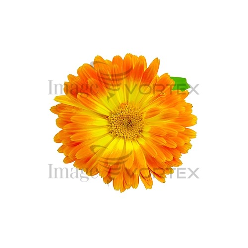Flower royalty free stock image #788123210