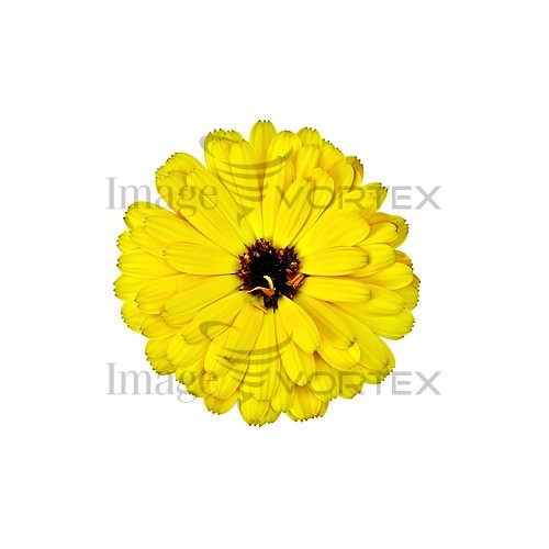 Flower royalty free stock image #788131915