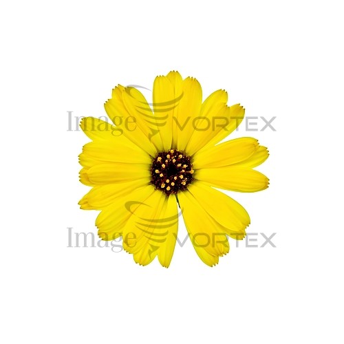 Flower royalty free stock image #788142295
