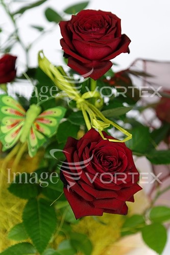Flower royalty free stock image #788775304