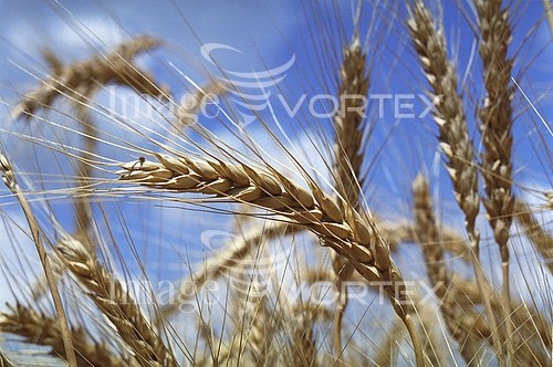 Industry / agriculture royalty free stock image #789348512