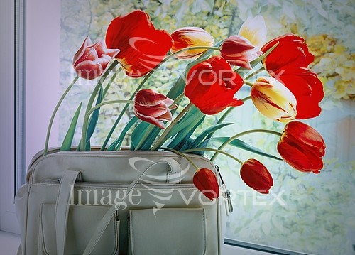 Flower royalty free stock image #791151118