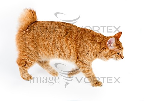 Pet / cat / dog royalty free stock image #796217753
