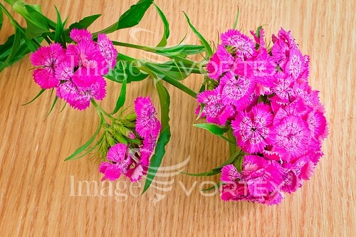 Flower royalty free stock image #796734164