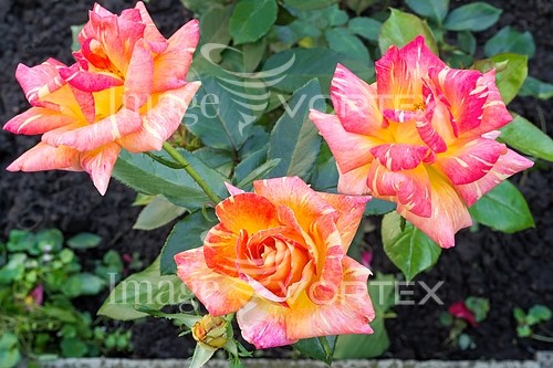 Flower royalty free stock image #796961498